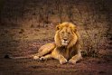 016 Masai Mara, leeuw